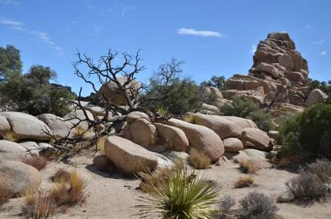 Joshua Tree Stock Photos