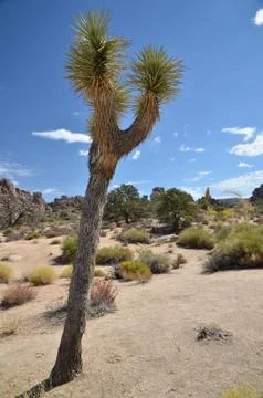 Joshua Tree Stock Photos