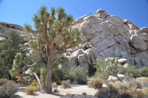 Joshua Tree Stock Photos