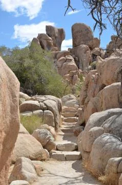 Joshua Tree Stock Photos