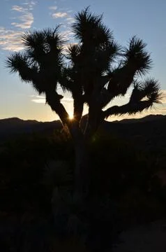Joshua Tree Stock Photos