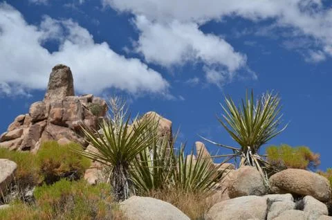 Joshua Tree Stock Photos