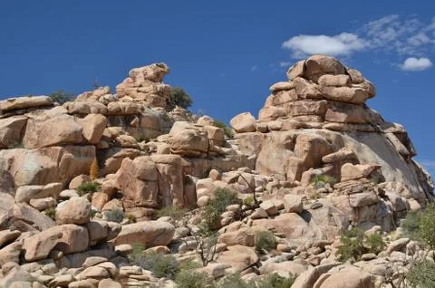 Joshua Tree Stock Photos