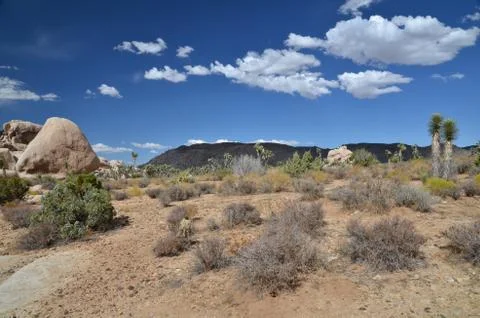 Joshua Tree Stock Photos