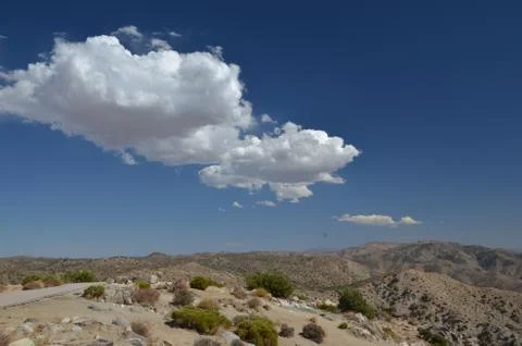 Joshua Tree Stock Photos