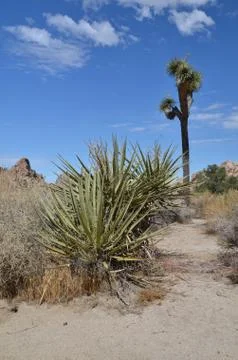 Joshua Tree Stock Photos