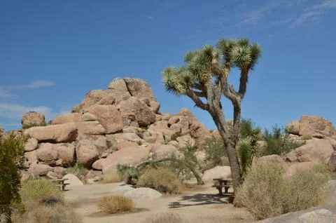 Joshua Tree Stock Photos