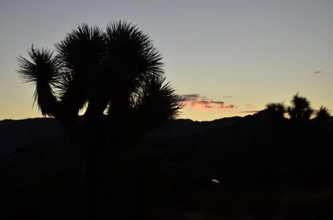 Joshua Tree Stock Photos
