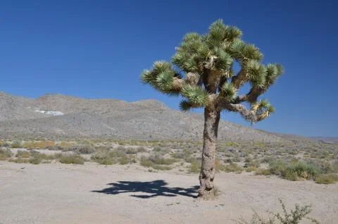 Joshua Tree Stock Photos
