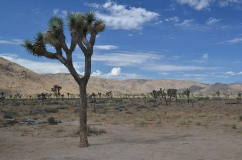 Joshua Tree Stock Photos