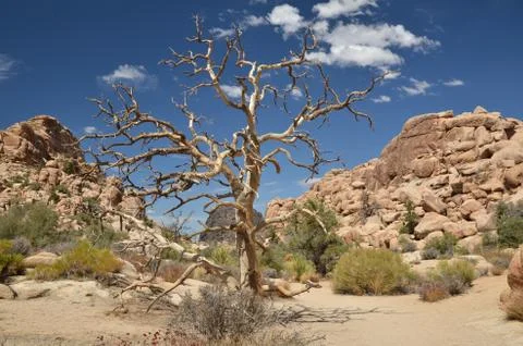 Joshua Tree Stock Photos