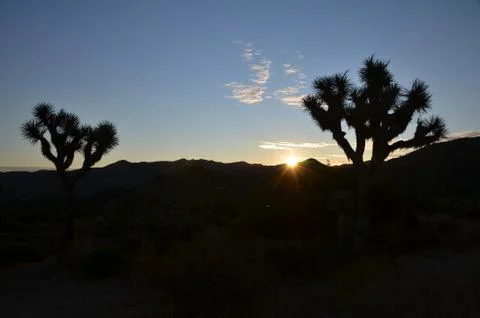 Joshua Tree Stock Photos