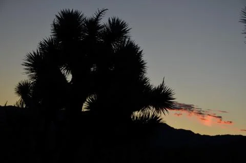 Joshua Tree Stock Photos
