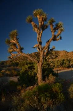 Joshua Tree Stock Photos