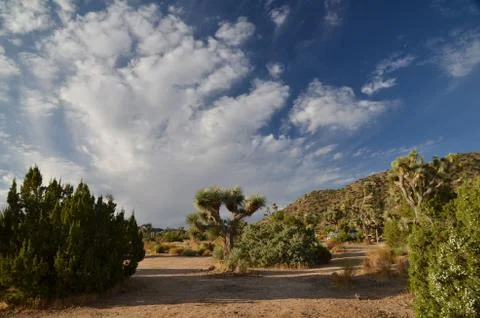 Joshua Tree Stock Photos