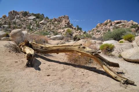 Joshua Tree Stock Photos