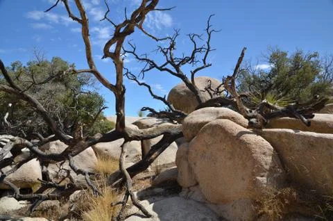 Joshua Tree Stock Photos