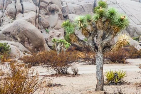 Joshua tree Stock Photos