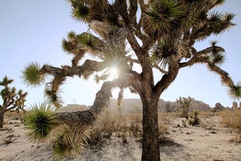 Joshua Tree Stock Photos