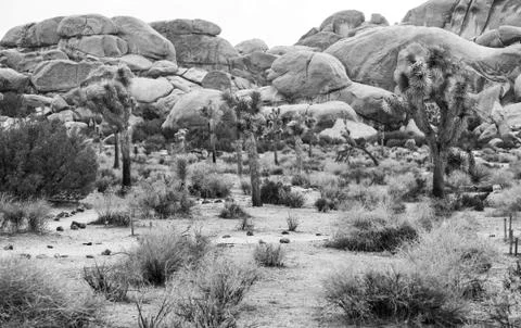 Joshua tree Stock-Fotos