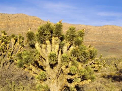 Joshua tree Stock Photos
