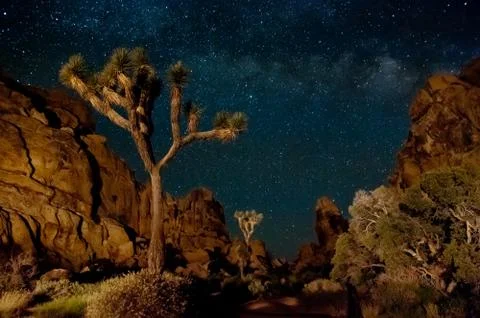 Joshua Tree Stock Photos