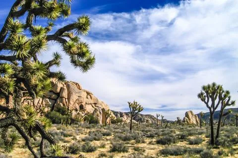 Joshua Tree Stock Photos