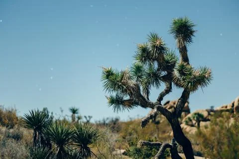 Joshua Tree Stock Photos