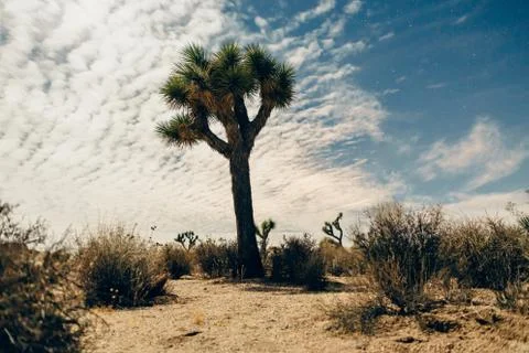 Joshua Tree Stock Photos