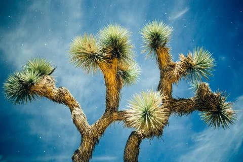 Joshua Tree Stock Photos