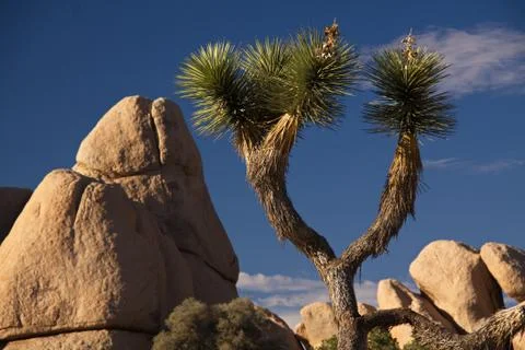 Joshua tree Stock Photos