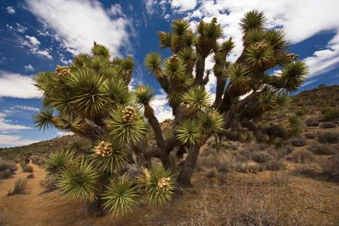 Joshua tree Stock Photos