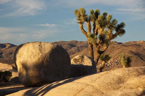 Joshua tree Stock Photos