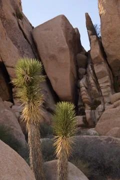 Joshua tree Stock Photos