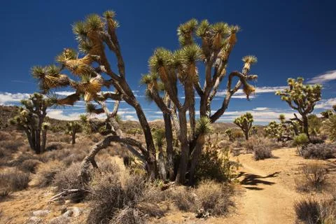 Joshua tree Stock Photos
