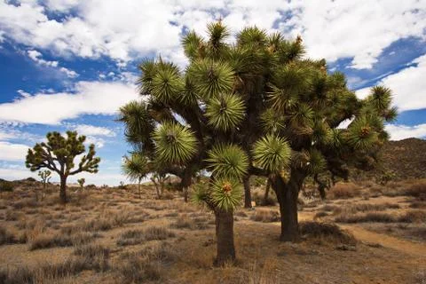 Joshua tree Stock Photos