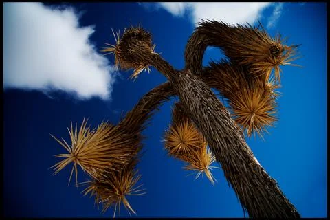 Joshua the tree Stock Photos
