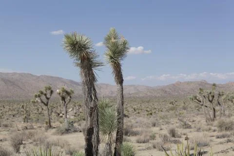 Joshua tree Stock Photos
