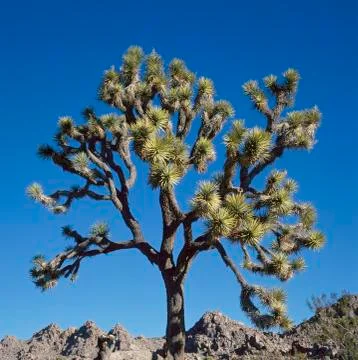 Joshua Tree Stock Photos