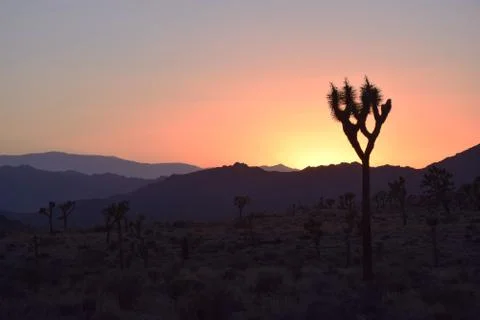 Joshua Tree Stock Photos