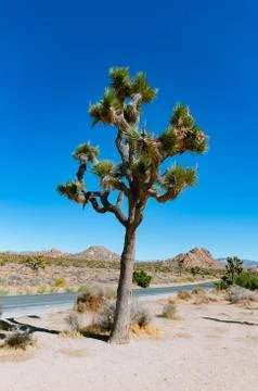 Joshua Tree Stock Photos