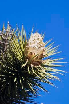 Joshua Tree Stock Photos