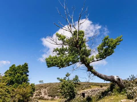 Joshua Tree Stock Photos
