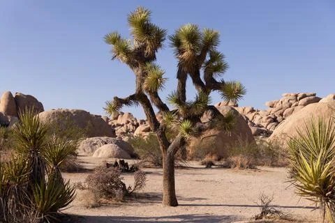 Joshua Tree Stock Photos