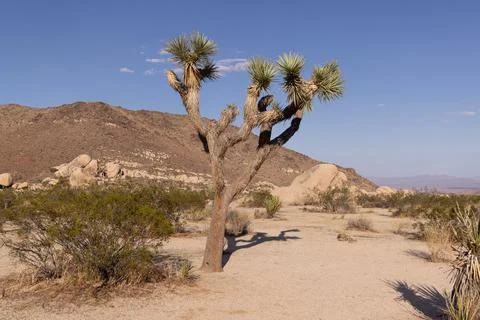 Joshua Tree Stock Photos