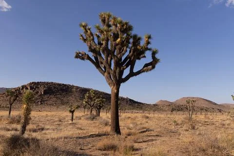 Joshua Tree Stock Photos