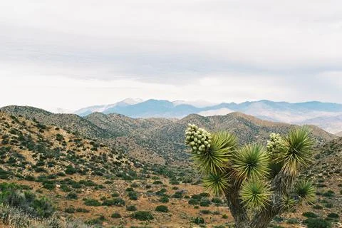 Joshua Tree Foto stock