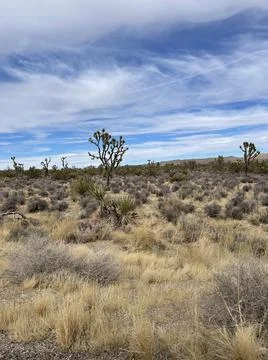 Joshua Tree Stock Photos