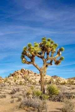 Joshua Tree Stock Photos