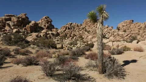 Joshua Tree With Rocky Background In Hidden Valley Joshua Tree National Park HD Stock Footage 18175158